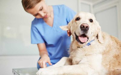 The Three Most Common Vet Appointments