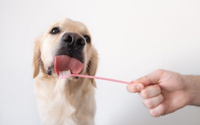 5 Ways to Keep Your Pet's Teeth Clean Without Them Knowing