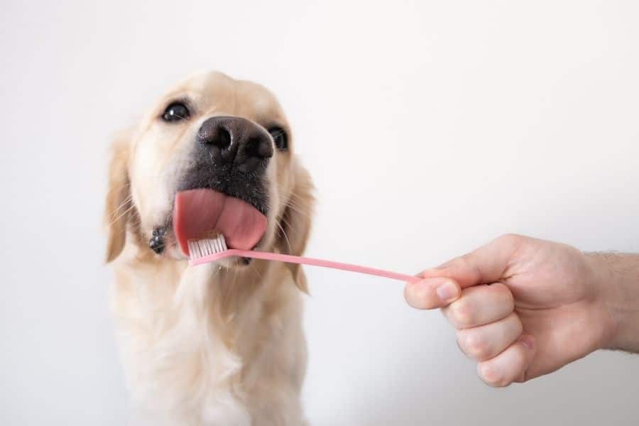 5 Ways to Keep Your Pet’s Teeth Clean Without Them Knowing