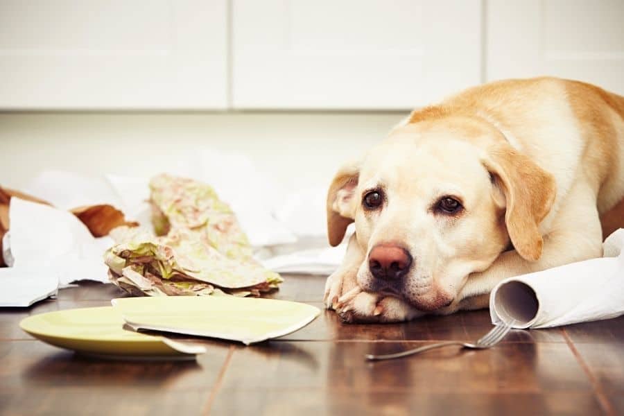 How To Prevent Pet Poisoning